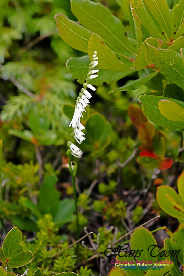 Slender Ladys Tresses Orchid