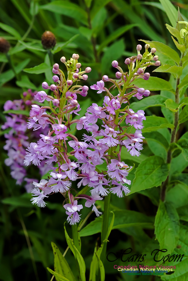 Large Purple Fringed Orchid