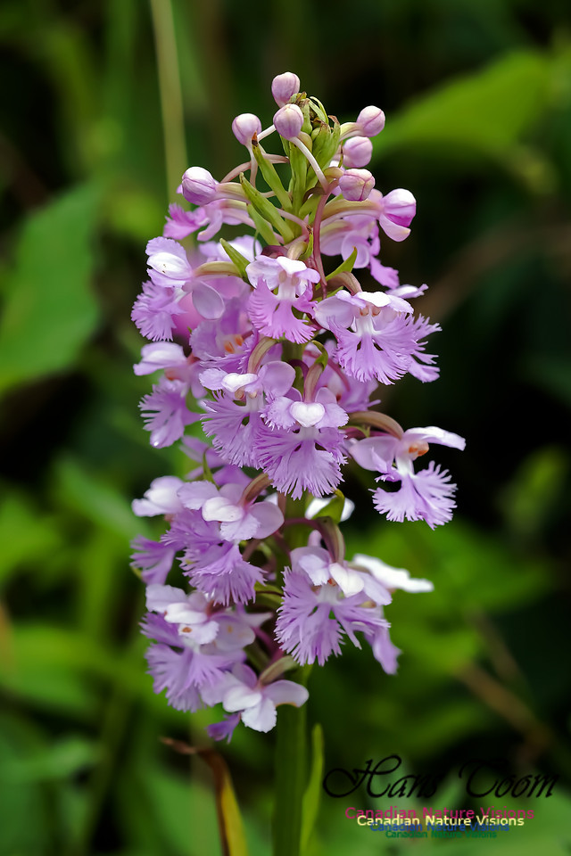 Large Purple Fringed Orchid