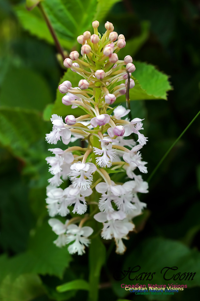 Large Purple Fringed Orchid