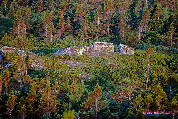 Forest of Costal Barrens at Sunrise