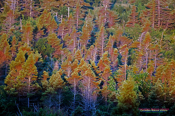 Forest of Costal Barrens at Sunrise