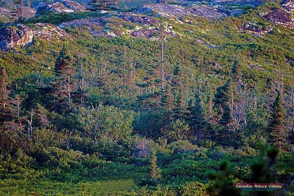 Forest of Costal Barrens at Sunrise