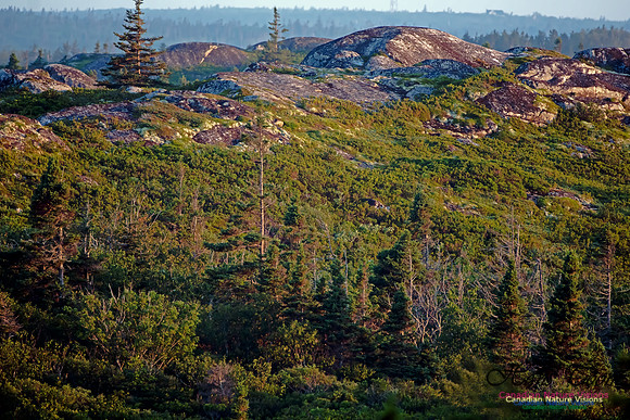 Forest of Costal Barrens at Sunrise