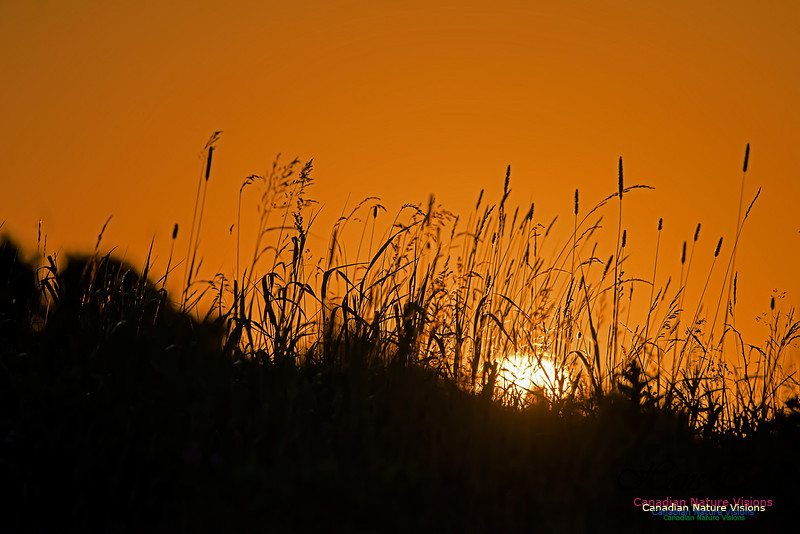 Blue Moon Sunrise 2015