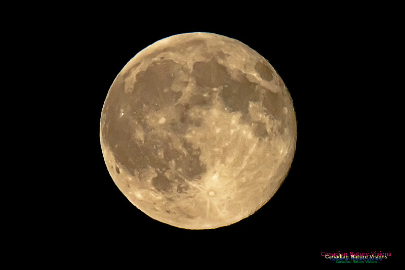 BlueMoon2015-3