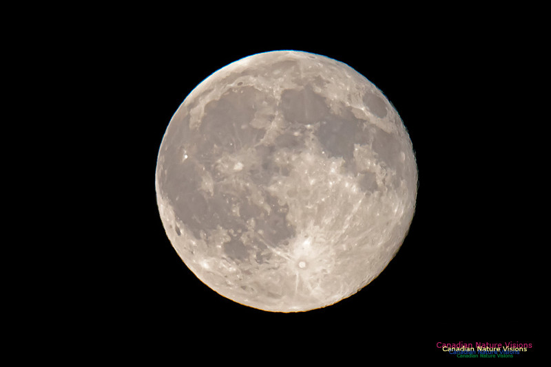 BlueMoon2015-1