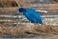 Little Blue Heron