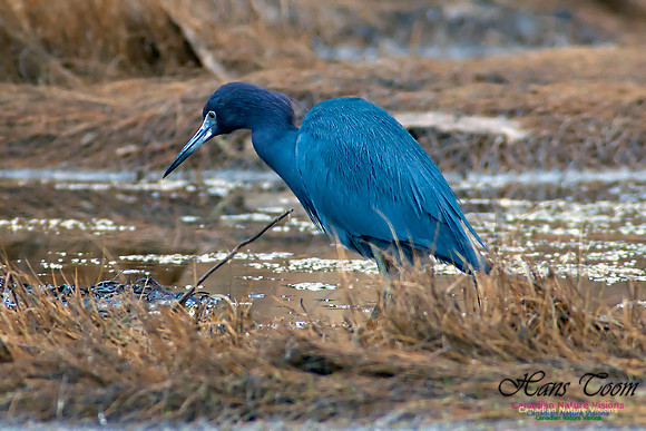 Little Blue Heron