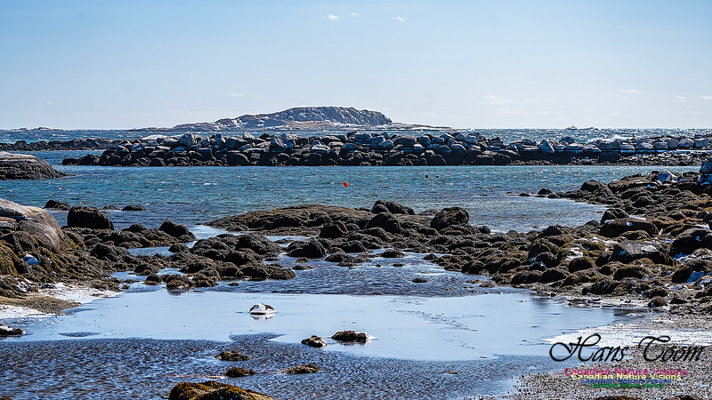 Late Winter Nova Scotia Scenes 154