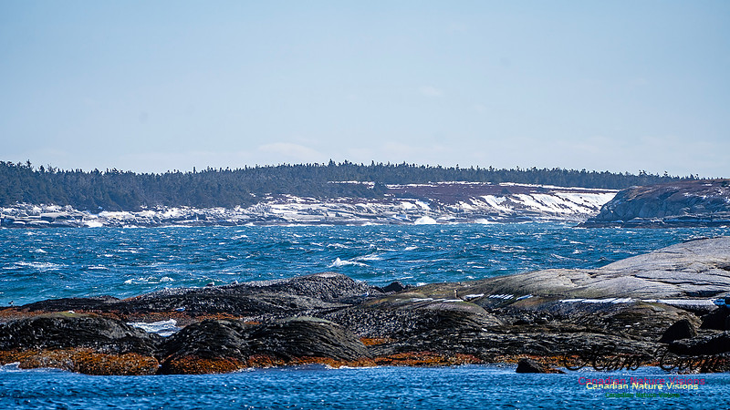 Late Winter Nova Scotia Scenes 147