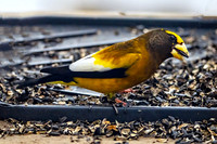 Evening Grosbeaks Aplenty