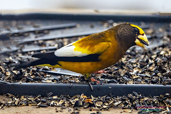 Evening Grosbeak 624