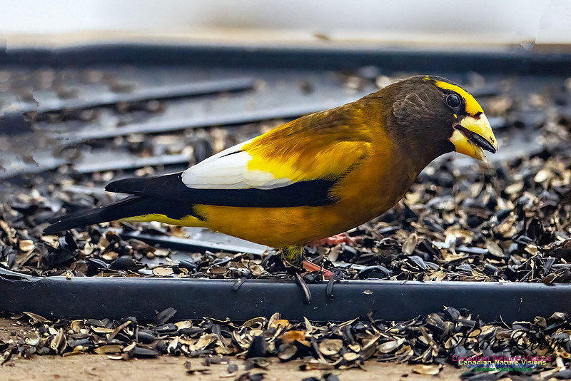 Evening Grosbeak 624