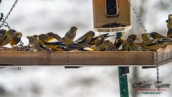 Evening Grosbeak 625