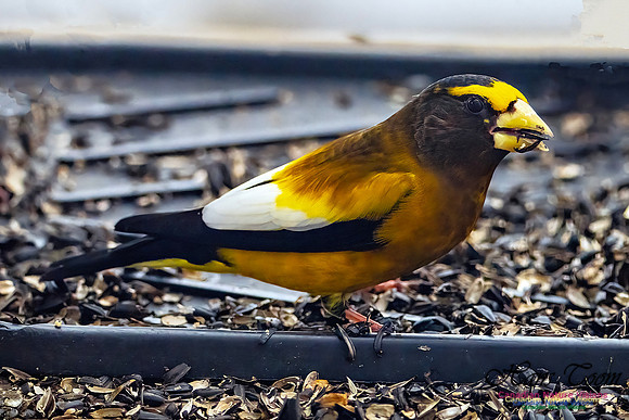 Evening Grosbeak 623