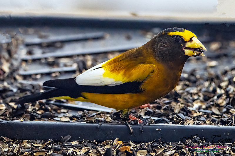 Evening Grosbeak 623