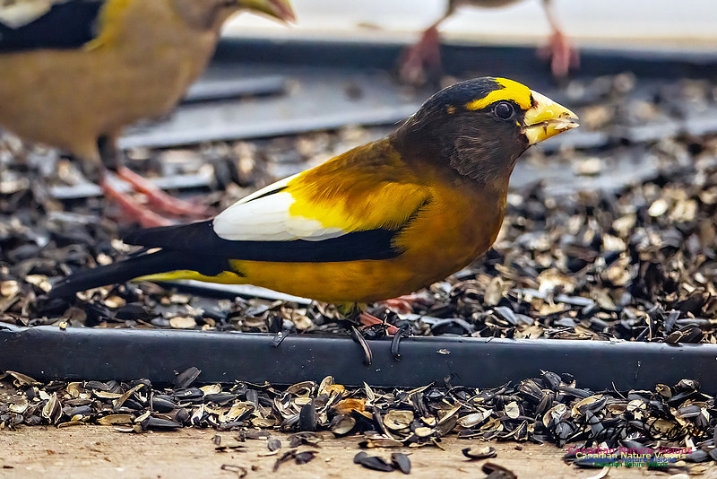 Evening Grosbeak 622