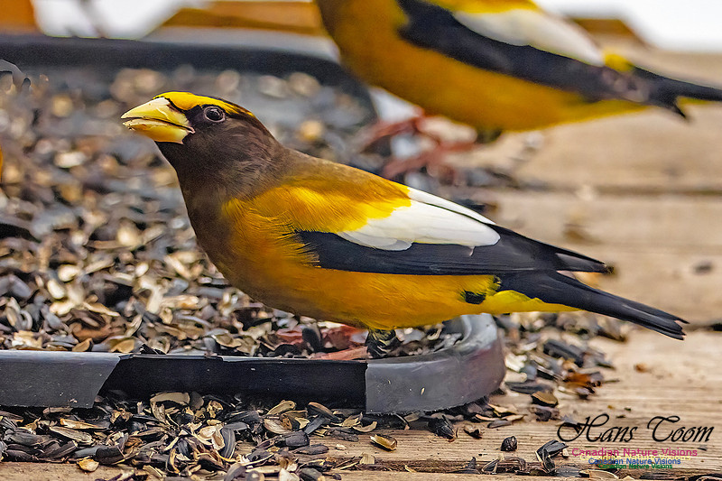 Evening Grosbeak 621