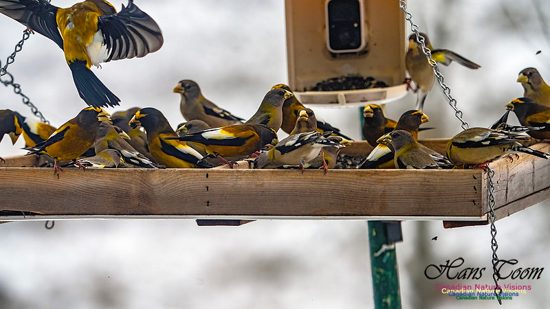 Evening Grosbeak 626