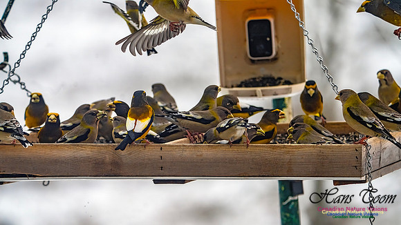 Evening Grosbeak 627