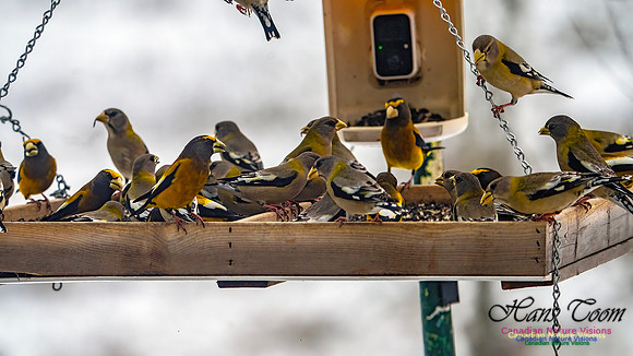 Evening Grosbeak 628