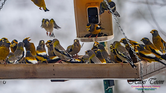 Evening Grosbeak 629