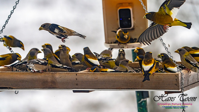 Evening Grosbeak 630
