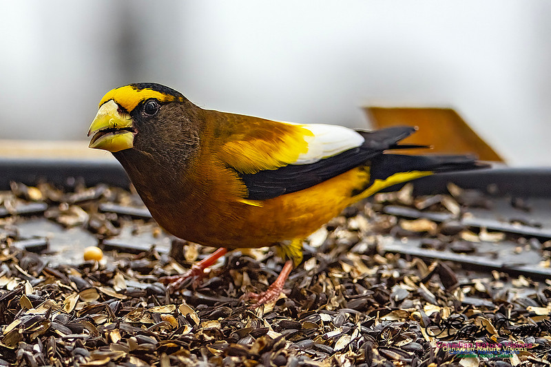 Evening Grosbeak 631