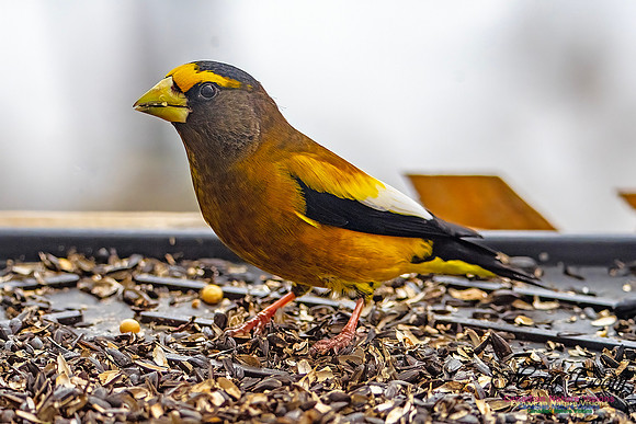 Evening Grosbeak 632