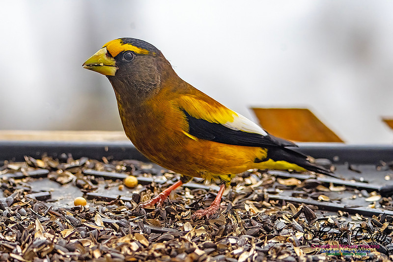 Evening Grosbeak 632