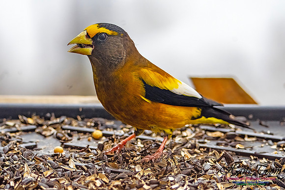 Evening Grosbeak 633