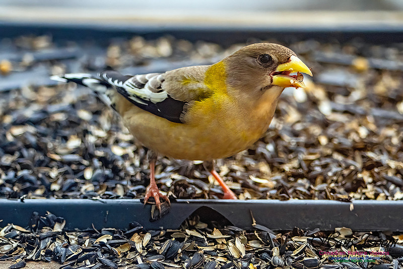 Evening Grosbeak 634