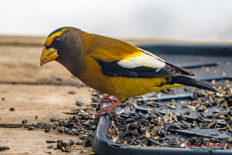 Evening Grosbeak 635