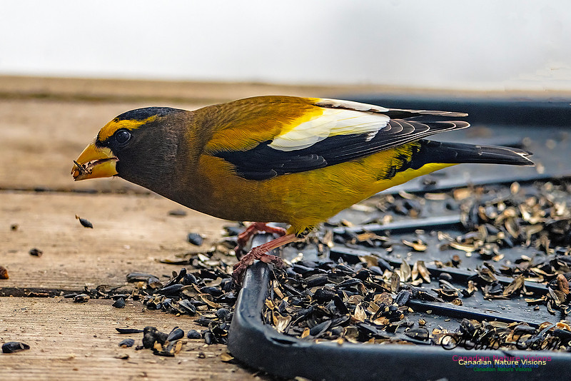 Evening Grosbeak 636