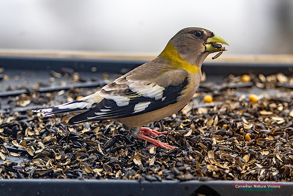 Evening Grosbeak 637
