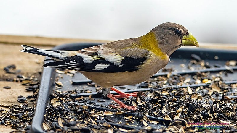 Evening Grosbeak 600
