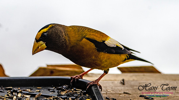Evening Grosbeak 601