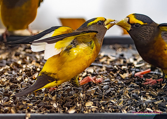 Evening Grosbeak 602