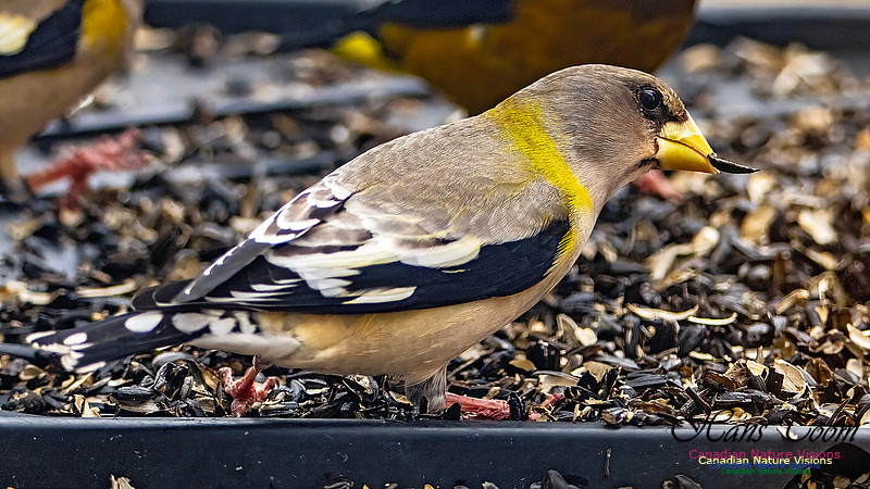 Evening Grosbeak 603