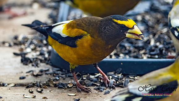 Evening Grosbeak 604