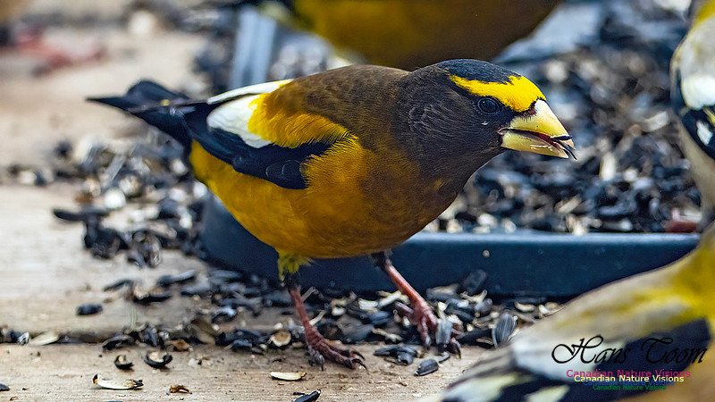 Evening Grosbeak 604
