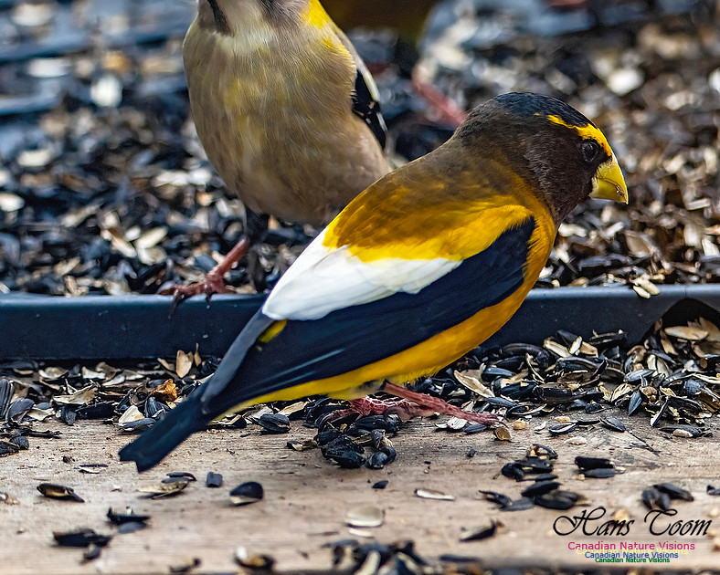 Evening Grosbeak 605