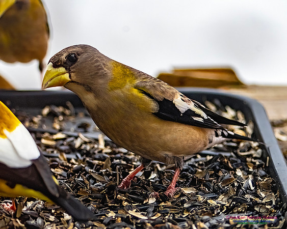 Evening Grosbeak 606