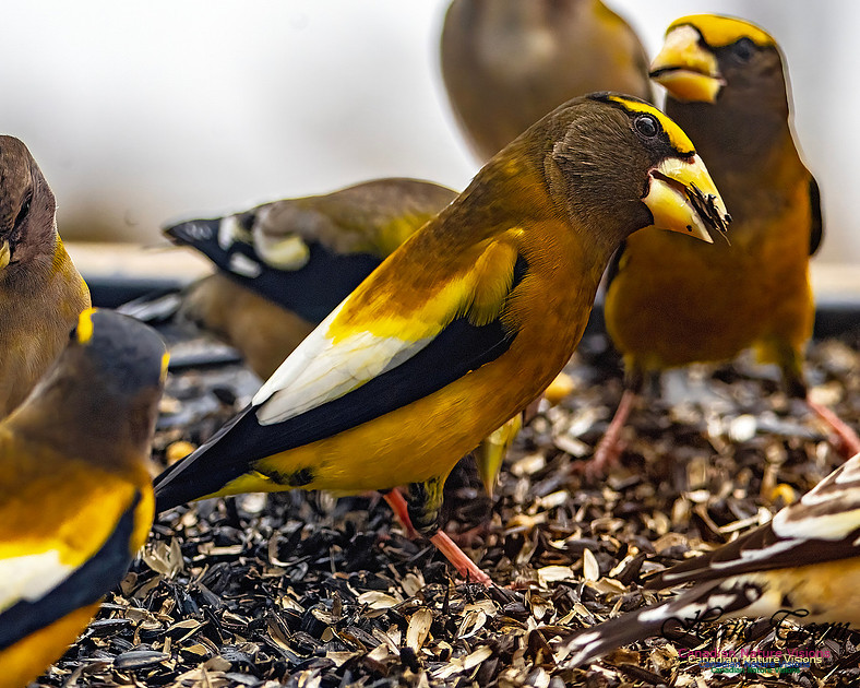 Evening Grosbeak 607