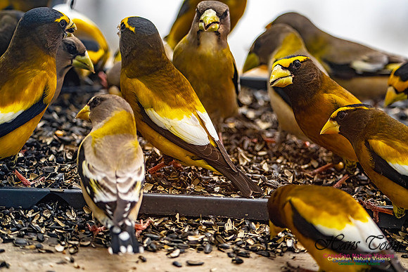 Evening Grosbeak 608