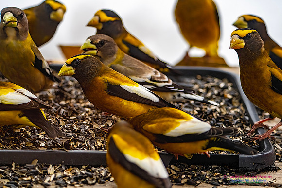 Evening Grosbeak 609