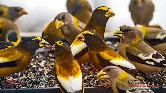 Evening Grosbeak 610