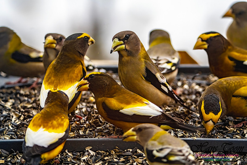 Evening Grosbeak 611