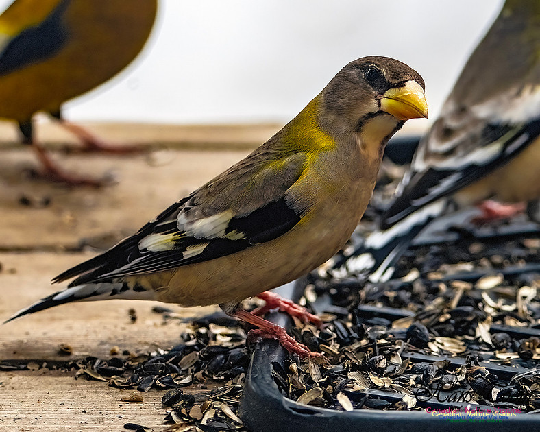 Evening Grosbeak 613